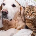 Treat Your Pets Right with Zooplus: The Ultimate Pet Paradise