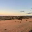 A Family Adventure Through the Australian Outback