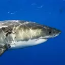 Anticipating Shark Week 2025: A Deep Dive into Marine Programming