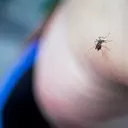 Unveiling Unexpected Strategies to Deter Mosquitoes