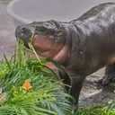 Moo Deng, the Pygmy Hippo, Celebrates First Birthday with Global Fanfare