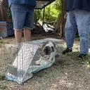 Hope Amidst the Havoc: Volunteers Unite to Reunite Pets with Owners After Devastating Texas Floods