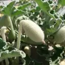 Unveiling the Explosive Seed Dispersal of the Squirting Cucumber