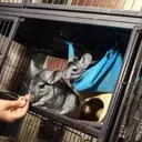 Creature Comforts: Animals as Unique Bookstore Companions