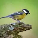 Avian Relationships: The 'Divorce' Phenomenon in Great Tits
