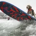 Canine Conquerors of the Waves: A Dive into the World Dog Surfing Championships