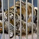 Danish Zoo's Unique Pet Donation Program for Predator Feeding Sparks Global Debate