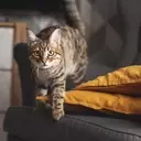 Understanding and Managing Feline Nighttime Antics