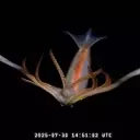 Deep-Sea Creatures Spark National Debate in Argentina