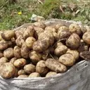 The Evolutionary Enigma of the Humble Potato Unraveled