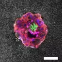 Unveiling Life's First Steps: Real-Time Embryo Implantation Captured