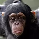 Maternal Influence on Chimpanzee Communication Development