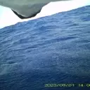 Scientists Uncover Surprising Defecation Habits of Streaked Shearwaters