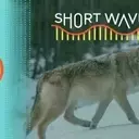 Yellowstone Wolves: Three Decades of Ecological Impact and Debate