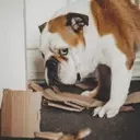 Understanding Canine Behavior: Do Dogs Truly Feel Guilt?