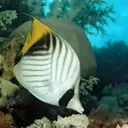 Fishy Feelings: Uncovering Pleasure in Underwater Worlds