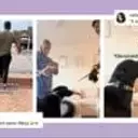 Golden Retriever's Viral 'Side-Eye' Highlights Pet Empathy Towards Crying Babies