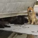 Hurricane Katrina's Enduring Impact on Pet Disaster Preparedness