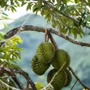 Durian Devotion: A Global Gathering in Puerto Rico's Rainforest