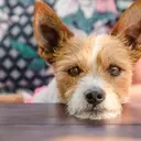 Decoding Your Dog's Sighs: What Experts Say About Canine Communication
