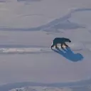Arctic's Rapid Transformation: Unprecedented Changes in Svalbard's Ecosystem