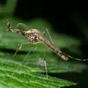 Mosquitoes Make First Appearance in Iceland Amidst Warming Climate