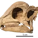 The Remarkable Discovery of Zavacephale Rinpoche: A New Perspective on Dome-Headed Dinosaurs