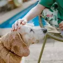 The Efficacy and Safety of Dry Shampoo for Canine Companions