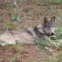 California Euthanizes Four Gray Wolves Amidst Unprecedented Livestock Predation