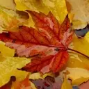 The Enigma of Autumn's Red Leaves: Scientists Divided on the Cause