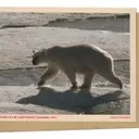 Arctic Expedition: Polar Bears Encounter Icebreaker