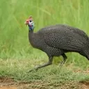The Curious Journey of the Turkey: From Ancient America to Thanksgiving Tables and Everyday Expressions