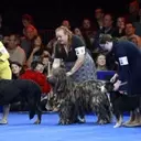 Soleil, Belgian Sheepdog, Crowned Best in Show at National Dog Competition