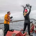 Unlikely Allies: Orcas and Dolphins Collaborate in Salmon Hunt