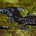 Salamanders' Remarkable Cold Tolerance Discovered