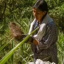 The Global Craze for Ube: Philippine Farmers Struggle to Meet Demand