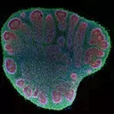 Brain Organoids: Advancements and Ethical Complexities in Neural Research