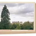 A Majestic Sequoia: Paris's Hidden Giant