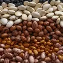 The Quest for the Flatulence-Free Bean: A Scientific Investigation
