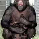 Commemorating Ai: A Cognitive Trailblazer Among Chimpanzees