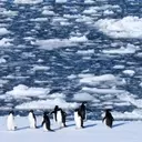 Climate Change Forces Antarctic Penguins to Breed Earlier