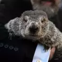 Groundhog Day: Punxsutawney Phil's Annual Winter Prediction