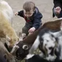 The Etymological Journey of 'Kid': From Goats to Children