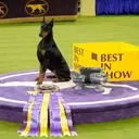 Doberman Pinscher 'Penny' Crowned Best in Show at 150th Westminster Dog Show