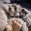 The Unseen Comfort: How a Yorkie Mix Navigated Empty Nest Syndrome with a Grieving Mother
