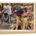 Mexico City's Sunday Cycling Extravaganza: A Dog's Delight