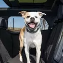Bentley's Bespoke Pet Accessories Elevate Canine Comfort in Luxury SUVs