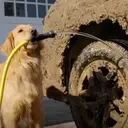 Subaru's Unbreakable Bond with Dog Owners