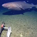 Rare Deep-Sea Shark Sighting in Antarctic Waters