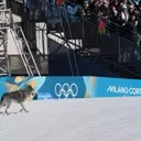 Unexpected Canine Interruption at Winter Olympics Cross-Country Event